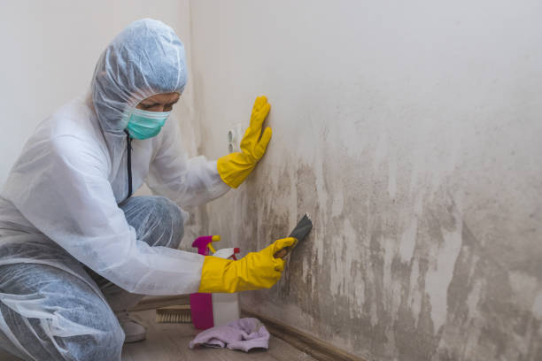 Best Mold Damage Repair  in Nashwauk, MN