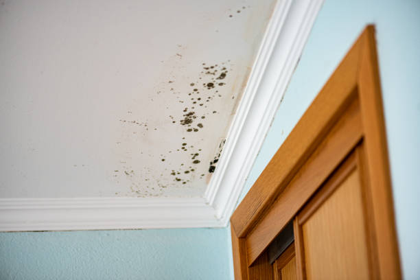 Best Mold Cleaning Services  in Nashwauk, MN