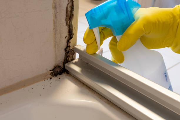 Best Black Mold Removal  in Nashwauk, MN