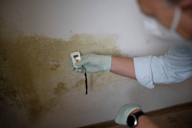Best Emergency Mold Removal  in Nashwauk, MN