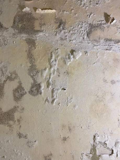 Best Office Mold Removal Services  in Nashwauk, MN