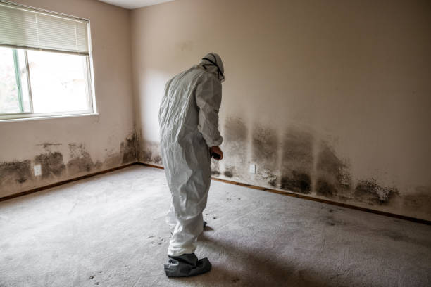 Mold Testing and Removal in Nashwauk, MN