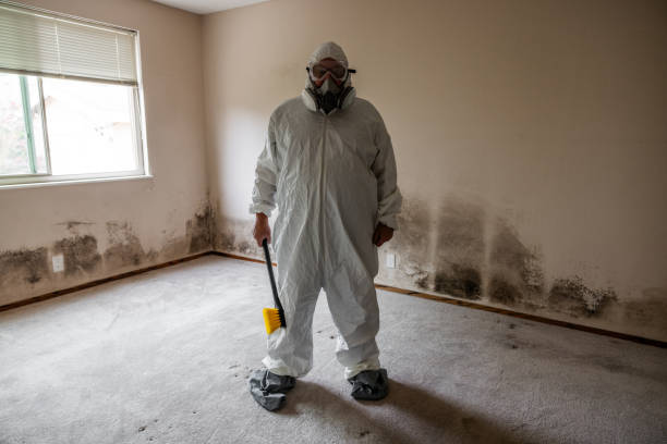 Best Mold Testing and Removal  in Nashwauk, MN