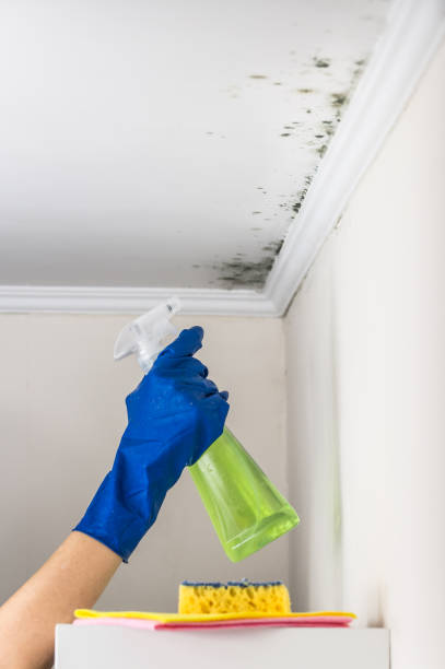 Best Mold Removal Company Near Me  in Nashwauk, MN